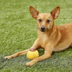 Starmark RubberTuff Treat Ball Tough Dog Chew Toy -PetSafe Kong Shop 100922 PT2. AC SS1800 V1589320557