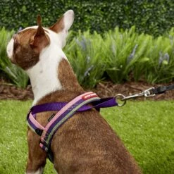 EzyDog Quick Fit Dog Harness 13 EzyDog Quick Fit Dog Harness -PetSafe Kong Shop 100990 PT4. AC SS1800 V1569514688