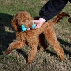 Playology Puppy Teething Bone Peanut Butter Dog Toy, Blue, Large -PetSafe Kong Shop 1022366 PT6. AC SS1800 V1700851289