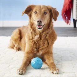 Pet Qwerks Talking Babble Ball Dog Toy 7 Pet Qwerks Talking Babble Ball Dog Toy -PetSafe Kong Shop 102274 PT2. AC SS1800 V1589901436