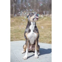 Pet Qwerks Incredibubbles For Dogs 11 Pet Qwerks Incredibubbles For Dogs -PetSafe Kong Shop 102318 PT3. AC SS1800 V1589901514