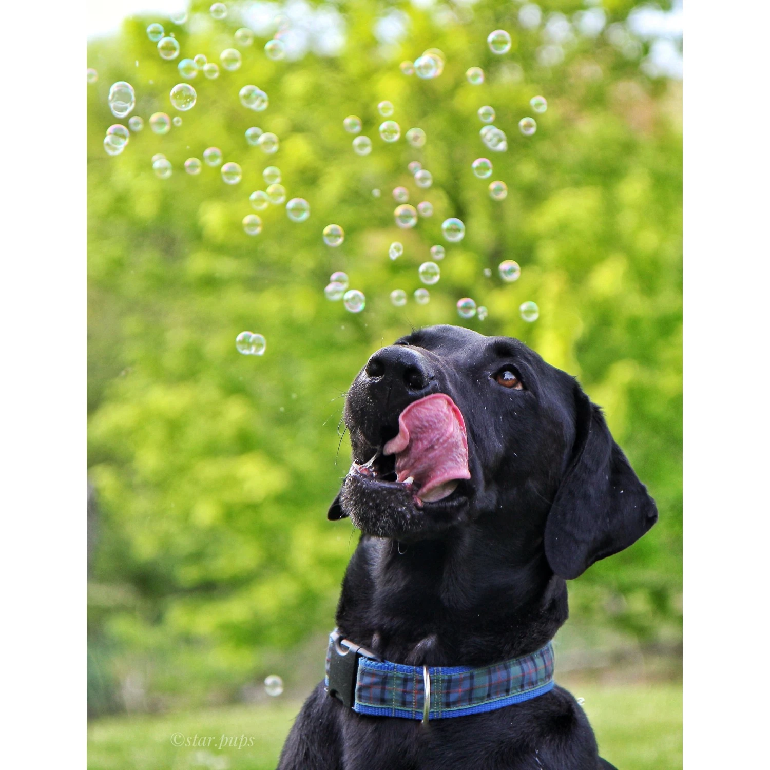 Pet Qwerks Incredibubbles For Dogs 5 Pet Qwerks Incredibubbles For Dogs - Image 5