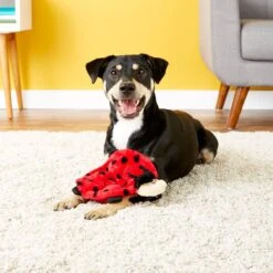 ZippyPaws Squeakie Crawler Betsey The Ladybug Dog Toy -PetSafe Kong Shop 104056 PT7. AC SS1800 V1530190595