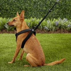 Sporn Mesh No Pull Dog Harness -PetSafe Kong Shop 104333 PT5. AC SS1800 V1575576539