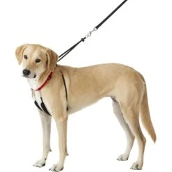 Sporn Training Halter Nylon No Pull Dog Harness -PetSafe Kong Shop 104371 PT4. AC SS1800 V1575916415