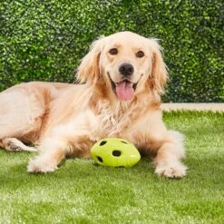 Nerf Dog Crunchable Football Dog Toy -PetSafe Kong Shop 106662 PT3. AC SS1800 V1531554433