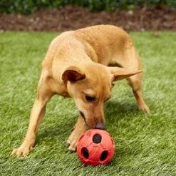 Nerf Dog Squeaker Ball Dog Toy -PetSafe Kong Shop 106695 PT3. AC SS1800 V1545242917