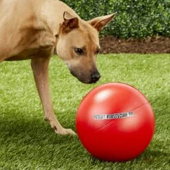 The Virtually Indestructible Ball Dog Toy, Color Varies -PetSafe Kong Shop 106770 PT2. AC SS1800 V1545243462
