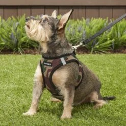 Best Pet Supplies Voyager Army Base Mesh Dog Harness -PetSafe Kong Shop 107042 PT6. AC SS1800 V1575478418