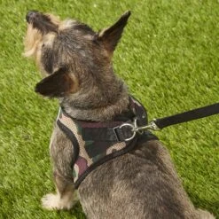 Best Pet Supplies Voyager Army Base Mesh Dog Harness -PetSafe Kong Shop 107042 PT7. AC SS1800 V1575482092