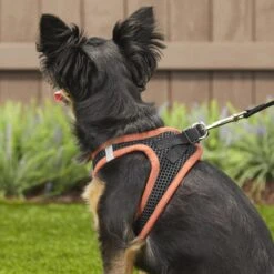 Best Pet Supplies Voyager Black Base Mesh Dog Harness -PetSafe Kong Shop 107073 PT7. AC SS1800 V1575482304