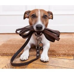 Oh You Lucky Dog! Bubba's LED Leash Light -PetSafe Kong Shop 107353 PT2. AC SS1800 V1478111850