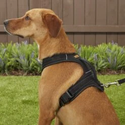 Mighty Paw Padded Sports Reflective No Pull Dog Harness -PetSafe Kong Shop 109956 PT5. AC SS1800 V1575471222