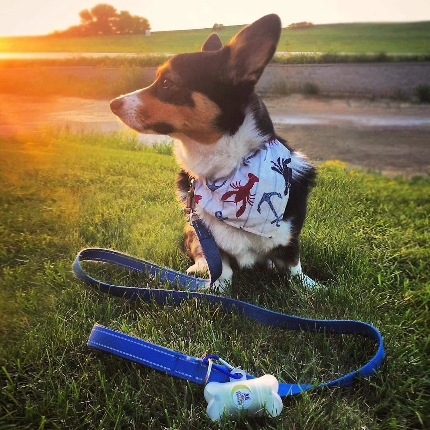 Pogi's Pet Supplies Poop Bag Dispenser + 15 Scented Waste Bags 8 Pogi's Pet Supplies Poop Bag Dispenser + 15 Scented Waste Bags - Image 8