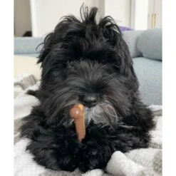 Nylabone Flavor Frenzy Power Chew Triple Pack Chili Cheese Dog -PetSafe Kong Shop 110396 PT2. AC SS1800 V1629855482