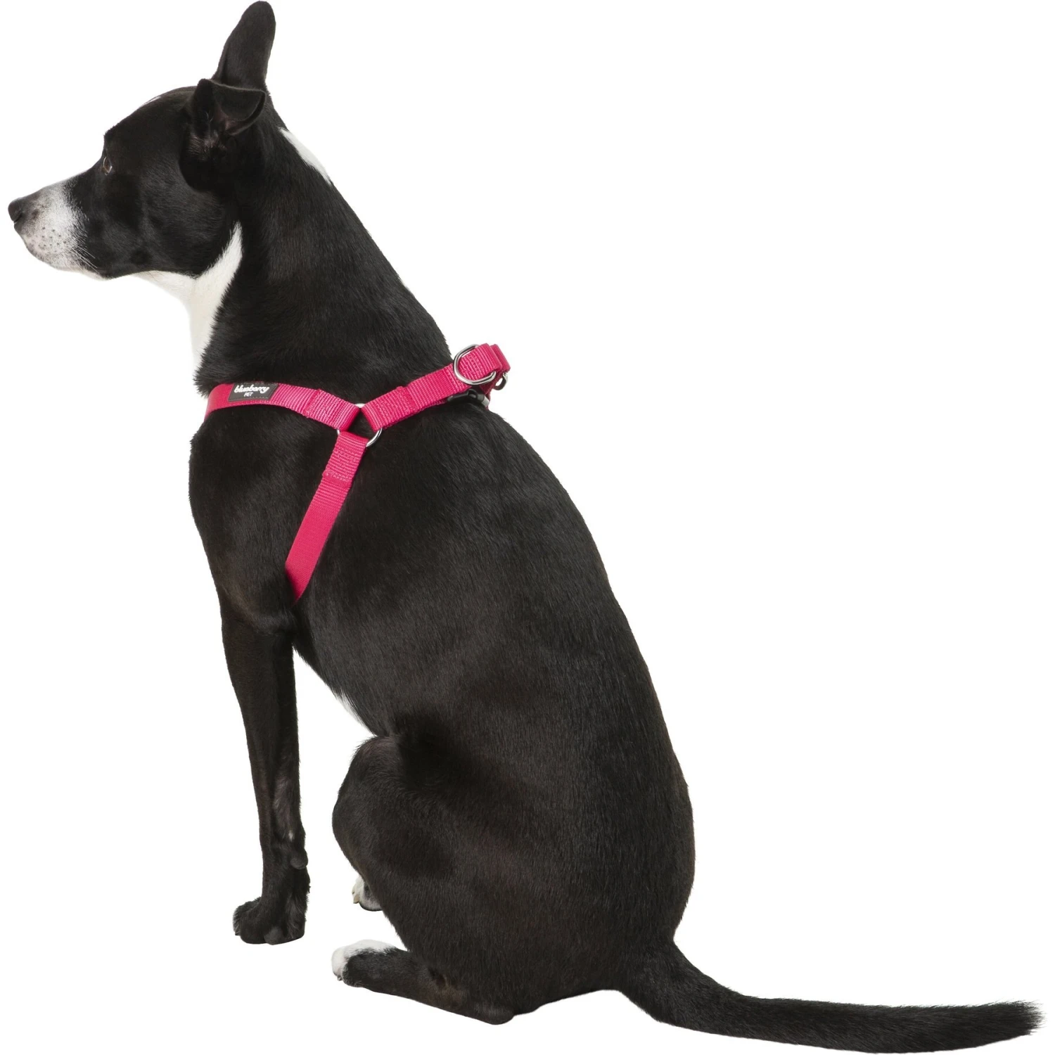 Blueberry Pet Classic Solid Nylon Step In Back Clip Dog Harness 4 Blueberry Pet Classic Solid Nylon Step In Back Clip Dog Harness - Image 4
