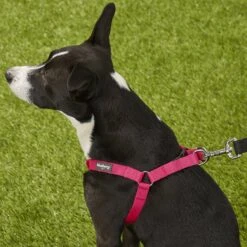 Blueberry Pet Classic Solid Nylon Step In Back Clip Dog Harness 11 Blueberry Pet Classic Solid Nylon Step In Back Clip Dog Harness -PetSafe Kong Shop 112479 PT5. AC SS1800 V1575471242