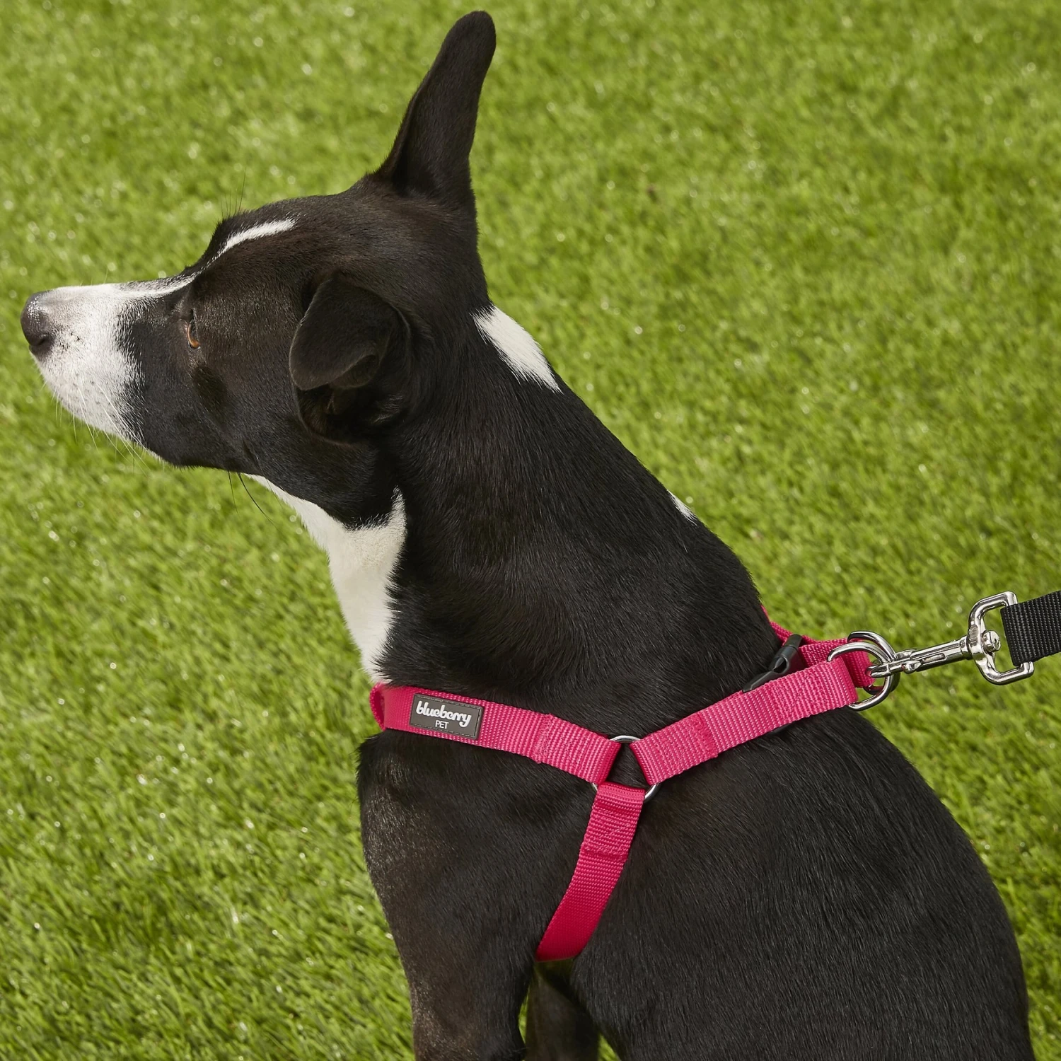 Blueberry Pet Classic Solid Nylon Step In Back Clip Dog Harness 6 Blueberry Pet Classic Solid Nylon Step In Back Clip Dog Harness - Image 6