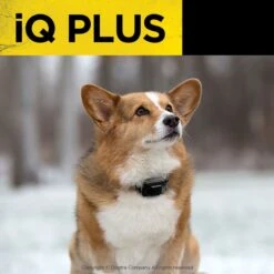 Dogtra IQ Plus Dog Training Collar -PetSafe Kong Shop 113206 PT4. AC SS1800 V1682699922