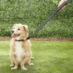 Prima Pets Dual-Handle Reflective Dog Leash -PetSafe Kong Shop 113502 PT8. AC SS1800 V1526506676