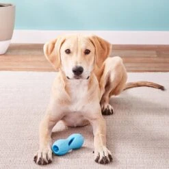 West Paw Qwizl Tough Treat Dispensing Dog Chew Toy -PetSafe Kong Shop 113983 PT2. AC SS1800 V1531555322