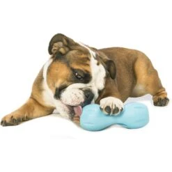 West Paw Qwizl Tough Treat Dispensing Dog Chew Toy -PetSafe Kong Shop 113983 PT3. AC SS1800 V1521563976