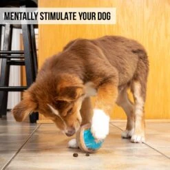 Pet Zone IQ Treat Dispenser Ball Dog Toy -PetSafe Kong Shop 115632 Pt5. AC SS1800 V1583771892