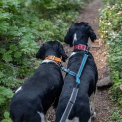 Kurgo Double Dog Leash Extender -PetSafe Kong Shop 116757 PT3. AC SS1800 V1605226312