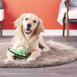 ZippyPaws Floaterz Turtle Dog Toy -PetSafe Kong Shop 118640 PT4. AC SS1800 V1531242168