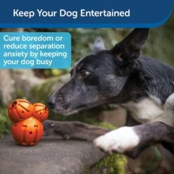 PetSafe Busy Buddy Barnacle Treat Dispenser Dog Toy -PetSafe Kong Shop 121351 PT3. AC SS1800 V1599830771