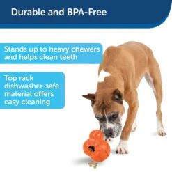 PetSafe Busy Buddy Barnacle Treat Dispenser Dog Toy -PetSafe Kong Shop 121351 PT5. AC SS1800 V1599830754