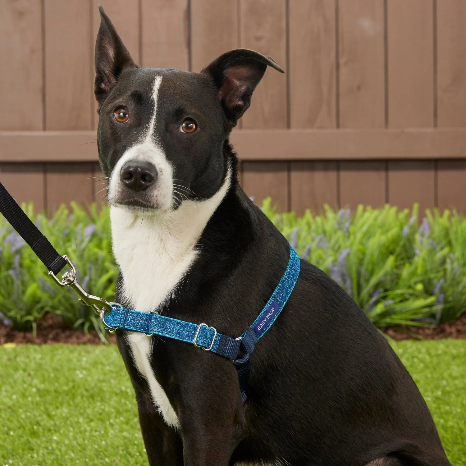 PetSafe Bling Easy Walk Nylon No Pull Dog Harness 5 PetSafe Bling Easy Walk Nylon No Pull Dog Harness - Image 5