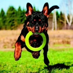 Nerf Dog Super Soaker Retriever Toss & Tug Ring Dog Toy 7 Nerf Dog Super Soaker Retriever Toss & Tug Ring Dog Toy -PetSafe Kong Shop 121842 PT3. AC SS1800 V1493316298