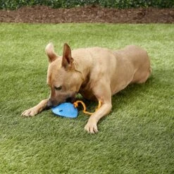 Nerf Dog Super Soaker Squeaker Tug Ray Dog Toy -PetSafe Kong Shop 121848 PT1. AC SS1800 V1545248281