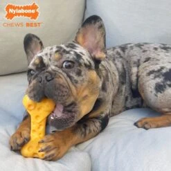 Nylabone Power Chew Cheese Dog Toy -PetSafe Kong Shop 121926 PT4. AC SS1800 V1679083519