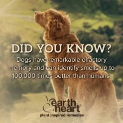 Earth Heart Canine Calm Calming Spray For Dogs -PetSafe Kong Shop 123583 PT6. AC SS1800 V1611615666