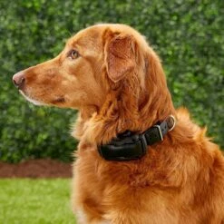 Dogtra YS600 Bark Control Dog Training Collar -PetSafe Kong Shop 123890 PT8. AC SS1800 V1523312798