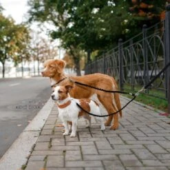 Mighty Paw BungeeX2 Nylon Reflective Double Dog Leash -PetSafe Kong Shop 126031 PT6. AC SS1800 V1498081592