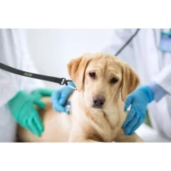 Mighty Paw Nylon Reflective Short Dog Leash -PetSafe Kong Shop 126049 PT4. AC SS1800 V1495837543