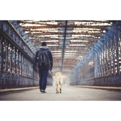 Mighty Paw Nylon Reflective Short Dog Leash -PetSafe Kong Shop 126049 PT5. AC SS1800 V1495837540