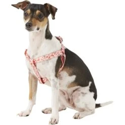 Blueberry Pet Floral Prints Neoprene Step In Back Clip Dog Harness -PetSafe Kong Shop 126477 PT2. AC SS1800 V1575412424