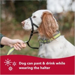 Walk 'n Train Polyester Dog Headcollar 12 Walk 'n Train Polyester Dog Headcollar -PetSafe Kong Shop 128171 PT4. AC SS1800 V1678124744