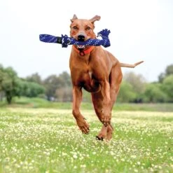 ROGZ By KONG Scrubz Dog Toy -PetSafe Kong Shop 129714 PT2. AC SS1800 V1545249178