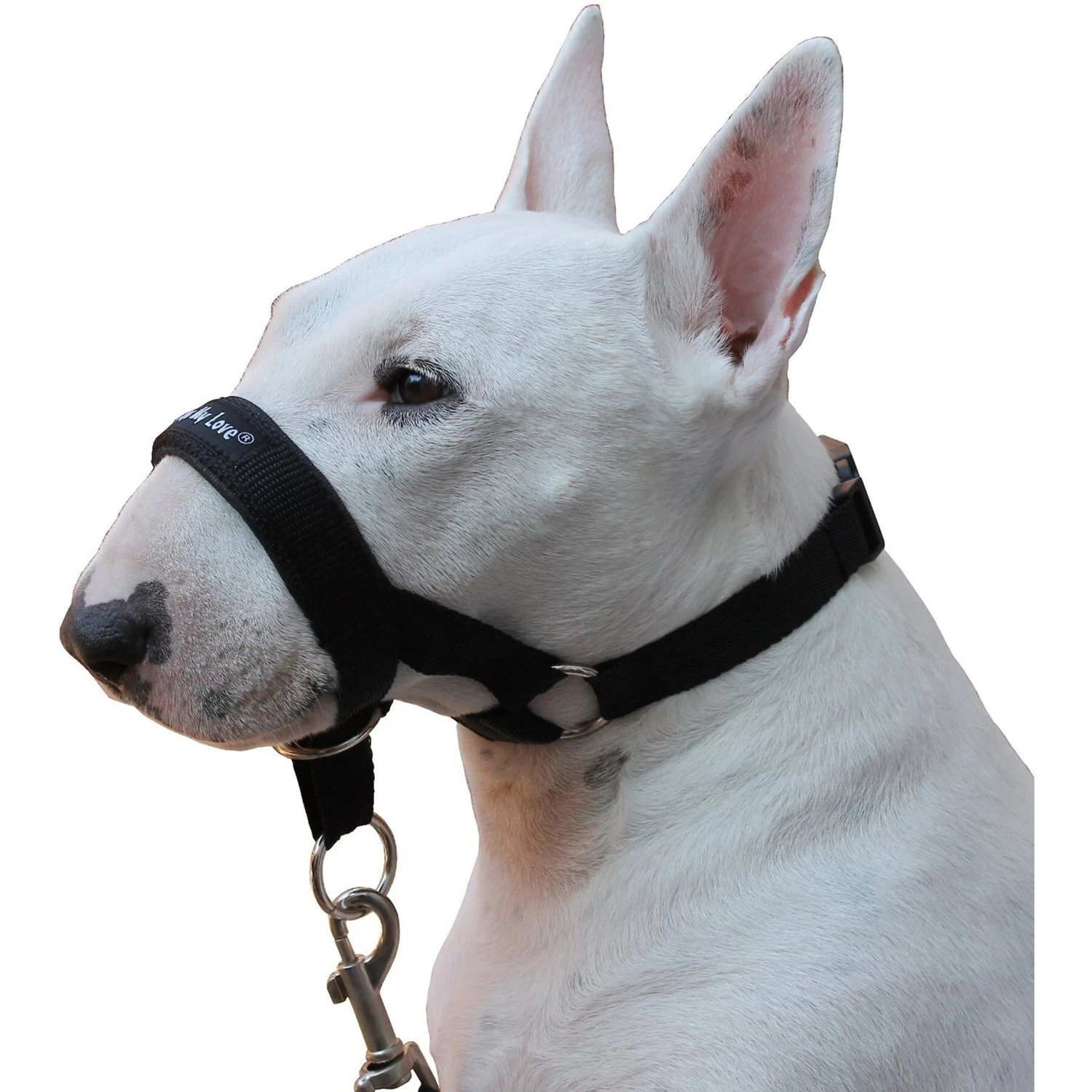 Dogs My Love Nylon Dog Headcollar 2 Dogs My Love Nylon Dog Headcollar - Image 2