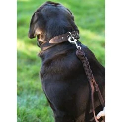 Dogs My Love Braided Leather Short Dog Leash -PetSafe Kong Shop 134145 PT3. AC SS1800 V1600729331