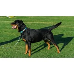 Country Brook Design Tie-Dye Flowers Polyester Martingale Dog Collar & Leash -PetSafe Kong Shop 135035 PT6. AC SS1800 V1510600375