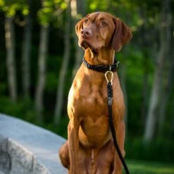 Found My Animal Adjustable Rope Dog Leash -PetSafe Kong Shop 135879 PT5. AC SS1800 V1507835243