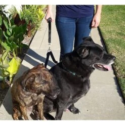 Leashboss Duo Reflective Double Dog Leash Coupler With Handle 11 Leashboss Duo Reflective Double Dog Leash Coupler With Handle -PetSafe Kong Shop 136706 PT4. AC SS1800 V1504025436