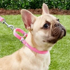 Frisco Solid Nylon Slip-On Martingale Dog Collar 7 Frisco Solid Nylon Slip-On Martingale Dog Collar -PetSafe Kong Shop 139181 PT2. AC SS1800 V1620068227
