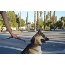 Soft Touch Collars Leather Braided Traffic Handle Dog Leash -PetSafe Kong Shop 139758 PT5. AC SS1800 V1508446956